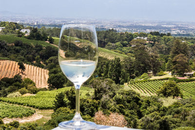 Glass of plants against clear sky