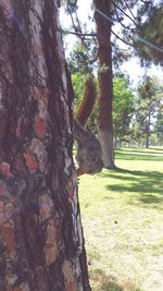 Tree trunk in forest