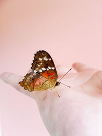 Close-up of hand holding insect