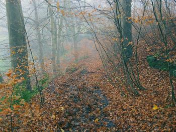 Trees in forest during autumn