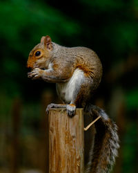 Close-up of squirrel