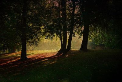 Trees in forest