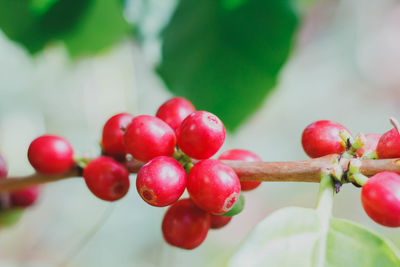 Close-up of cherries growing on tree