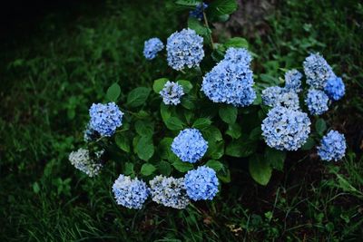 Close-up of hydrangea flowers growing in field