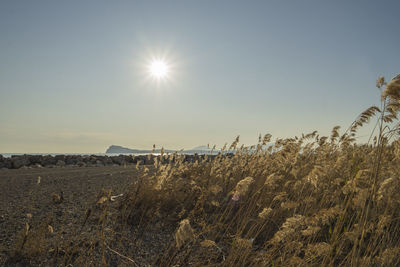 Scenic view of field against clear sky