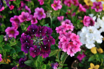 Close-up of pink flowering plants