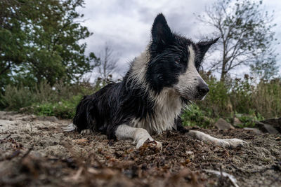 Close-up of a dog looking away on field
