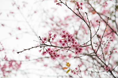 Low angle view of cherry blossoms in spring