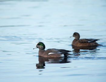 Duck swimming on lake