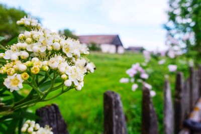 Close-up of white flowering plant on field