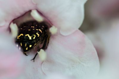 Close-up of insect on flower
