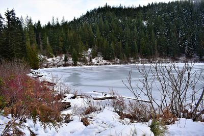 Scenic view of frozen lake by trees during winter