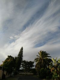 Trees against sky