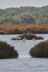 Pink flamingo in lake, migratory birds resting
