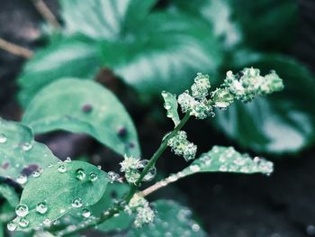 Close-up of plant