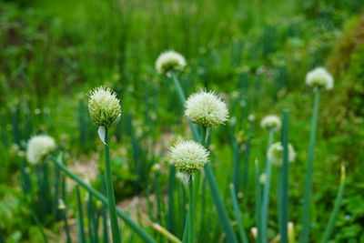 Close-up of white flowering plant on field