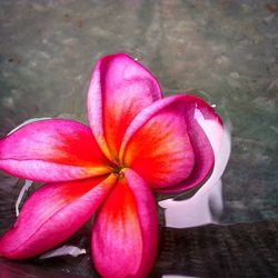 Close-up of pink flowers