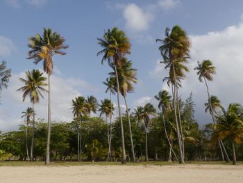 Palm trees against sky