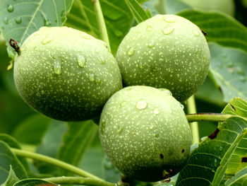 Close-up of wet fruit on tree