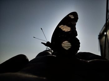 Close-up of silhouette butterfly against clear sky