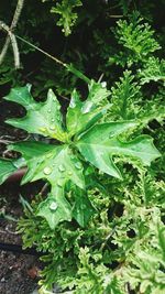 Close-up of water drops on leaves