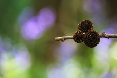 Close-up of flower on twig