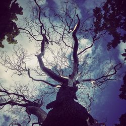 Low angle view of bare trees against sky