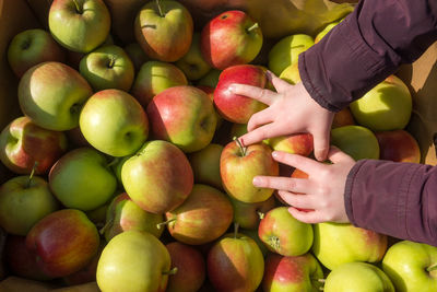 High angle view of child holding apples