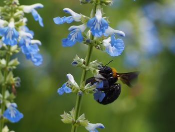 Close-up of bee pollinating on purple flower