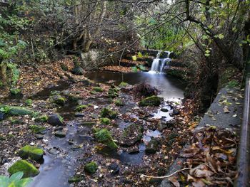 Stream amidst trees
