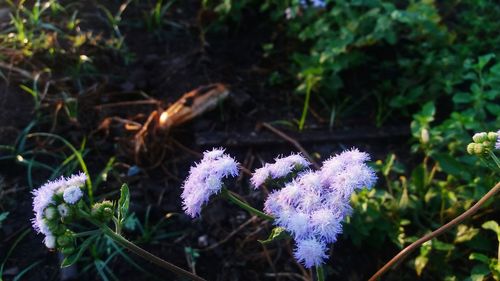 Close-up of purple flowers blooming