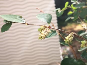 Close-up of green leaves on plant