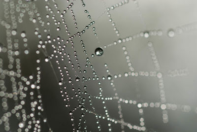 Close-up of water drops on spider web