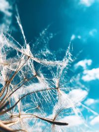 Close-up of blue dandelion