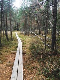 Narrow pathway along trees in forest