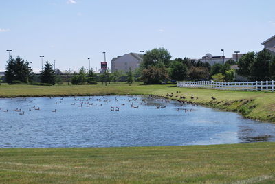 Swan swimming in lake against sky