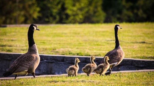 Ducks on a field