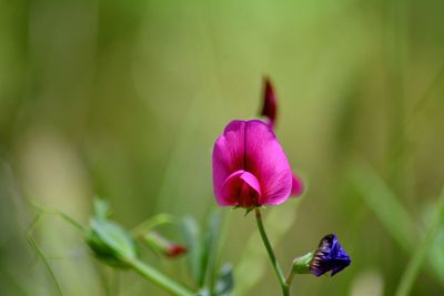 Close-up of purple flower blooming outdoors