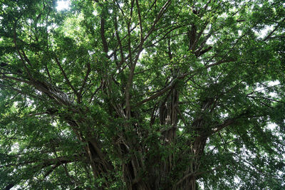 Low angle view of bamboo trees in forest