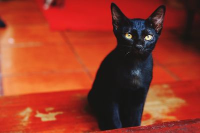 Close-up of black cat sitting on floor