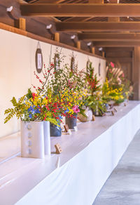 Potted plants on table