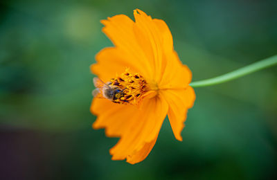 Close-up of bee on flower