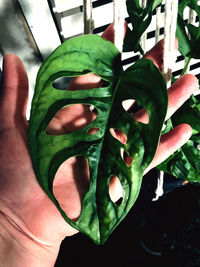 Close-up of hand holding plant