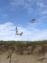 Low angle view of seagulls flying over land