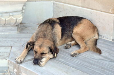 Dog sleeping on wooden floor