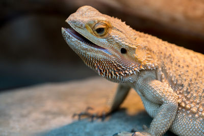 Close-up of lizard