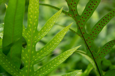 Close-up of wet plant