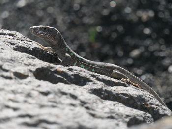Close-up of lizard on rock
