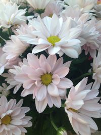 Close-up of white flower