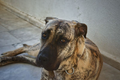 Close-up portrait of a dog